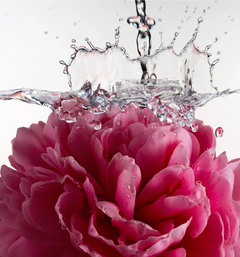 Glossy Shave Oil - Glossy Bloom Everyday Harmony