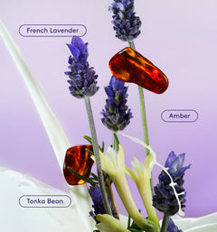 Skin Replenishing Body Wash - Lavender Latte Everyday Harmony